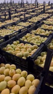 Армянские абрикосы впервые поступят в крупнейшие розничные сети ЕС через Польшу
