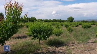 Правительство Армении запустило программу нулевых кредитов для фермеров: более 11 тысяч бенефициаров